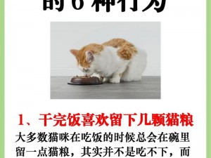 猫咪恶作剧：追我好玩吗？一次别样的猫咪行为探究之旅