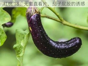 红桃 18：无套直看片，茄子屁股的诱惑