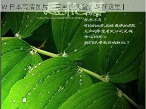 忘忧草社区WWW日本高清图片【忘忧草社区 WWW 日本高清图片：宅男的天堂，尽在这里】