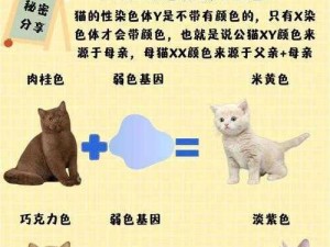 猫咪身体基因揭秘：捉妖术中的神秘配方与基因组合一览