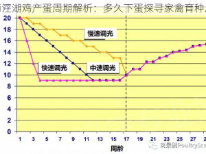 烟雨江湖鸡产蛋周期解析：多久下蛋探寻家禽育种之道