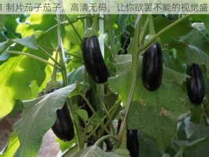 91 制片茄子茄子，高清无码，让你欲罢不能的视觉盛宴