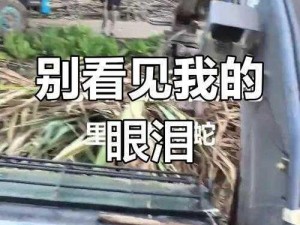 12分钟处破痛哭国产免费完;惊叹12 分钟处破痛哭国产免费完