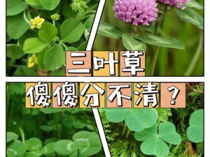 三叶草欧码成人毛片 三叶草欧码成人毛片：探索未知的激情世界