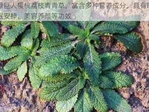 绿巨人樱桃荔枝青青草，富含多种营养成分，具有助眠安神、美容养颜等功效