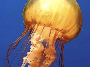 明日之后：水族乐园下的秘密捕鱼法——解决水母毒困扰的技巧详解