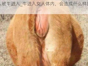 女人被牛进入_牛进入女人体内，会造成什么样的伤害？