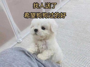 主人狗狗错了求您别赶我走：呜呜呜，我不想离开你