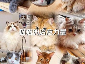 功夫喵星人来袭新手必学的指南手册——萌猫世界闯关避雷手册