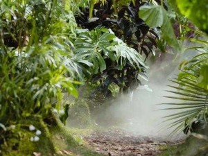 雨林毕业兑换图最新动态：探索最新雨林特色兑换活动，引领绿色毕业潮流