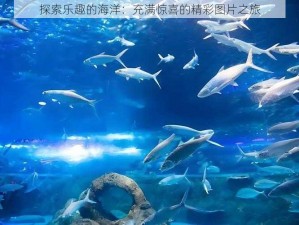 探索乐趣的海洋：充满惊喜的精彩图片之旅