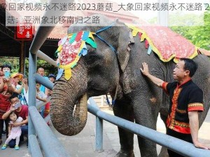 大象回家视频永不迷路2023蘑菇_大象回家视频永不迷路 2023 蘑菇：亚洲象北移南归之路