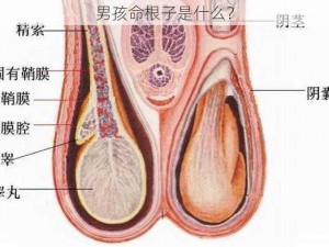 男孩命根子是什么？