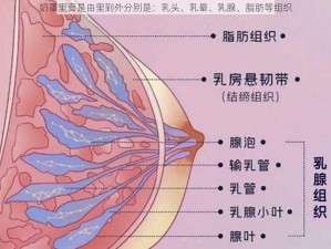 奶罩里面是由里到外分别是：乳头、乳晕、乳腺、脂肪等组织