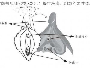 大荫蒂视频另类 XXOO：提供私密、刺激的两性体验