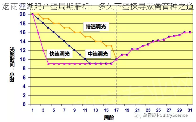 烟雨江湖鸡产蛋周期解析：多久下蛋探寻家禽育种之道