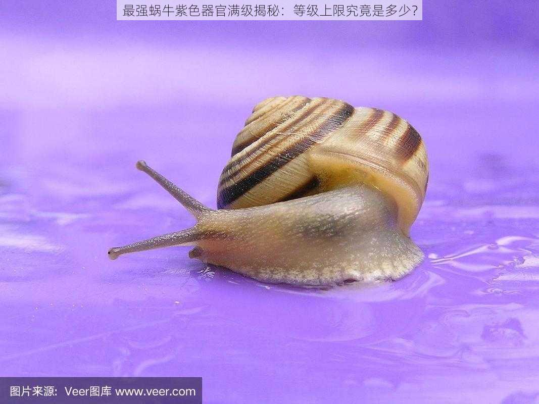 最强蜗牛紫色器官满级揭秘：等级上限究竟是多少？