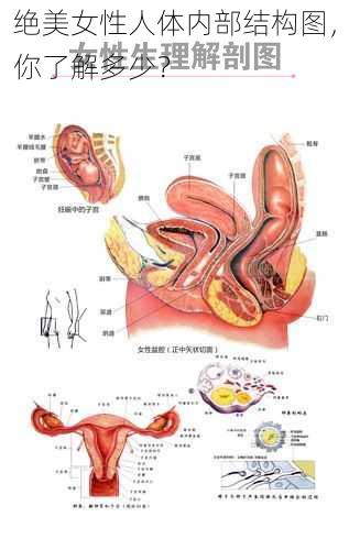绝美女性人体内部结构图，你了解多少？