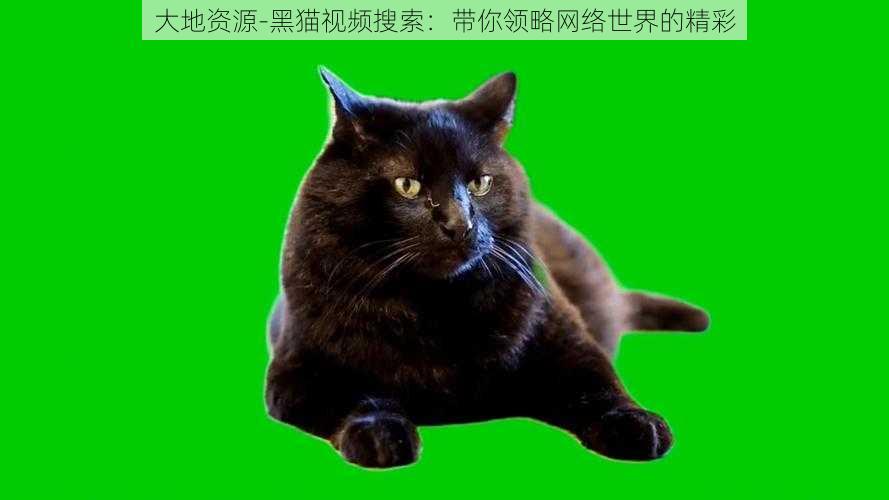 大地资源-黑猫视频搜索：带你领略网络世界的精彩