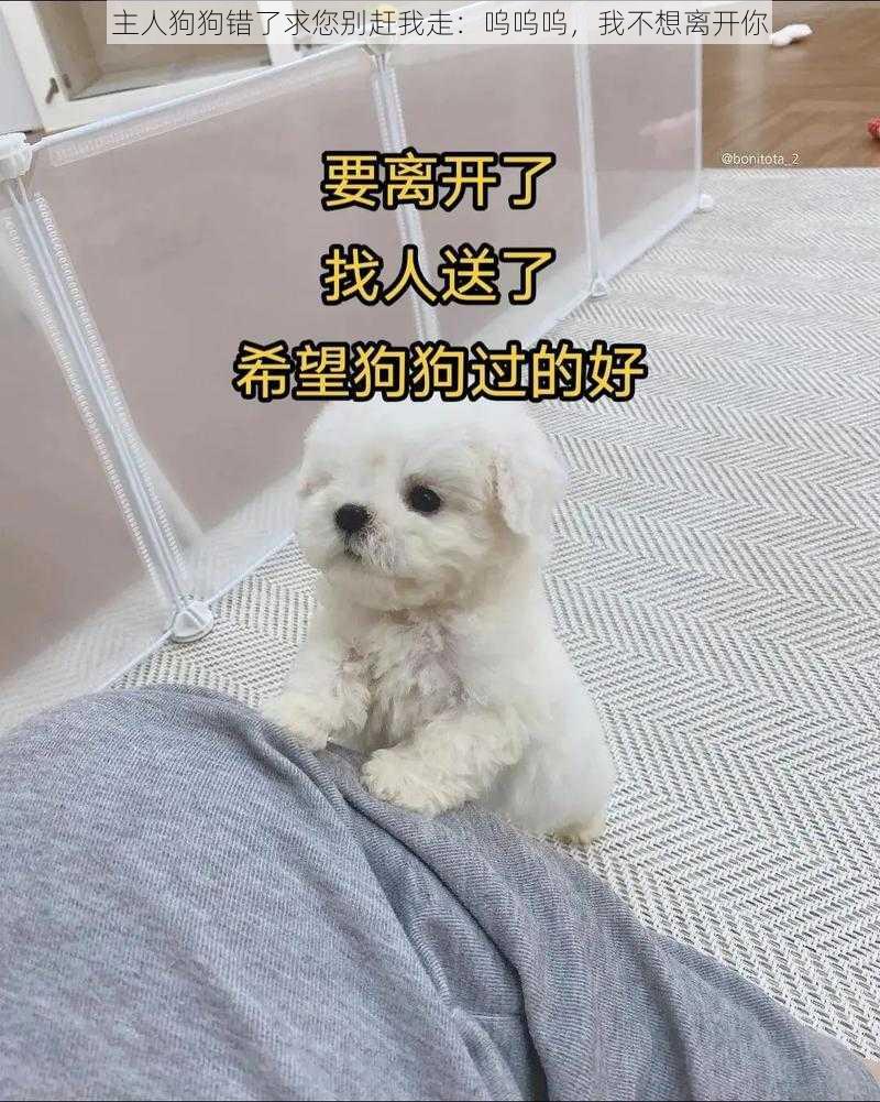 主人狗狗错了求您别赶我走：呜呜呜，我不想离开你