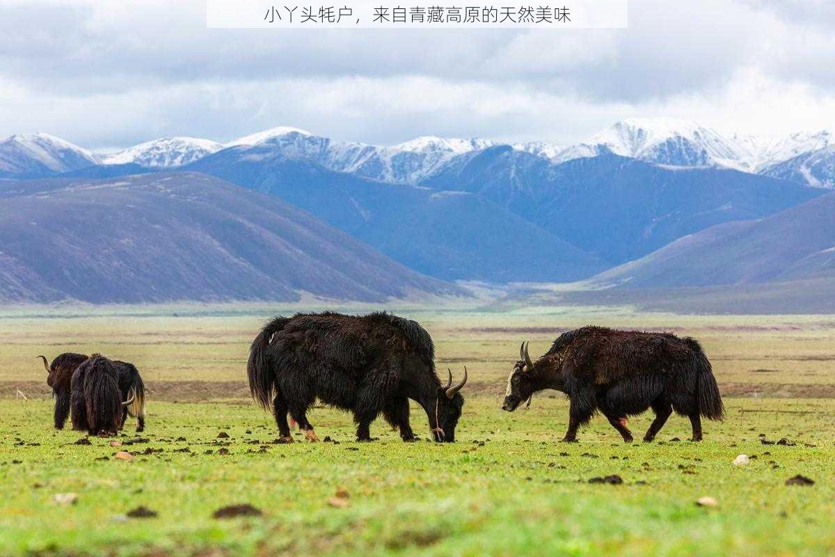 小丫头牦户，来自青藏高原的天然美味