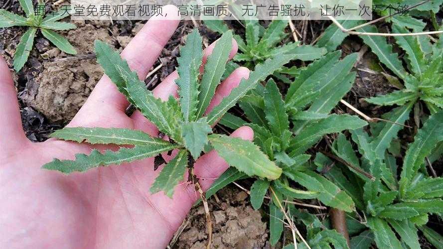 野草天堂免费观看视频，高清画质，无广告骚扰，让你一次看个够