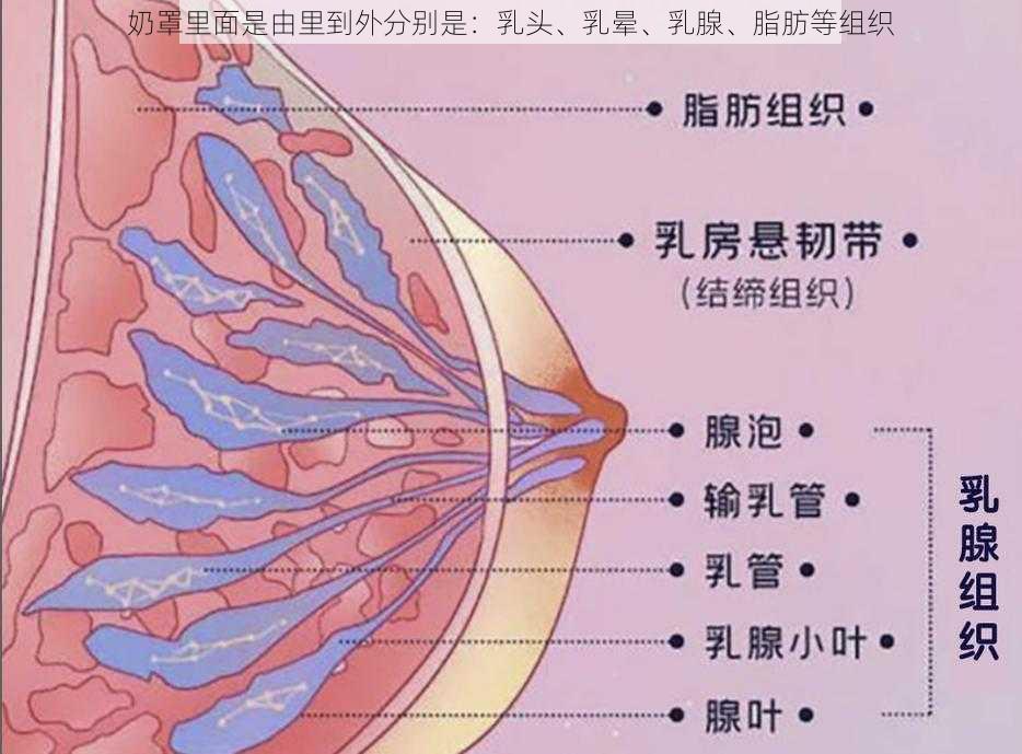 奶罩里面是由里到外分别是：乳头、乳晕、乳腺、脂肪等组织