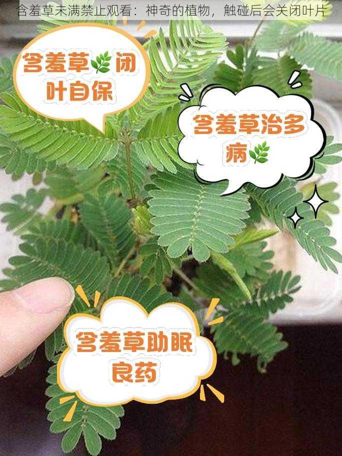 含羞草未满禁止观看：神奇的植物，触碰后会关闭叶片