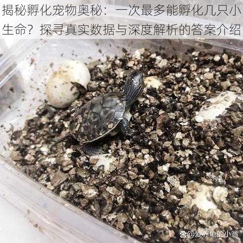 揭秘孵化宠物奥秘：一次最多能孵化几只小生命？探寻真实数据与深度解析的答案介绍