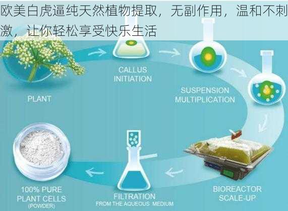 欧美白虎逼纯天然植物提取，无副作用，温和不刺激，让你轻松享受快乐生活