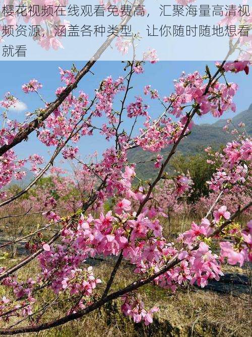 樱花视频在线观看免费高，汇聚海量高清视频资源，涵盖各种类型，让你随时随地想看就看