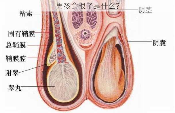 男孩命根子是什么？