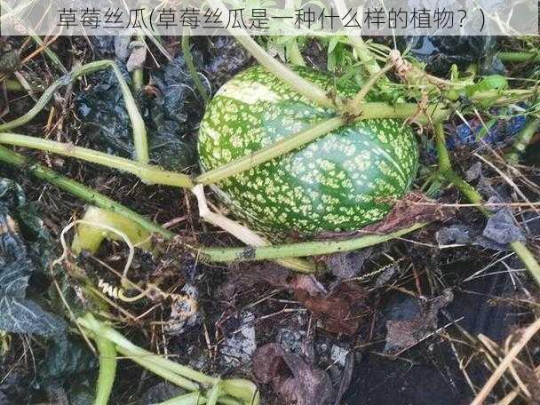 草莓丝瓜(草莓丝瓜是一种什么样的植物？)