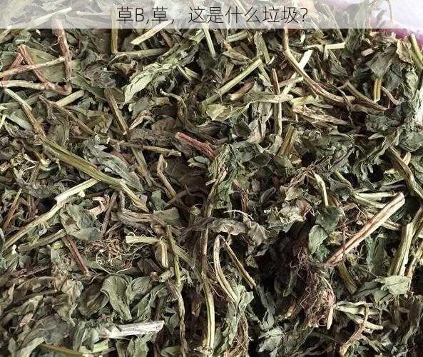 草B,草，这是什么垃圾？