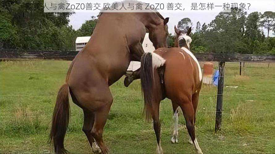 欧美人与禽ZoZ0善交 欧美人与禽 ZoZ0 善交，是怎样一种现象？