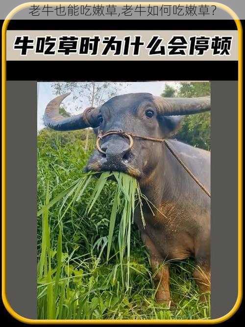 老牛也能吃嫩草,老牛如何吃嫩草？