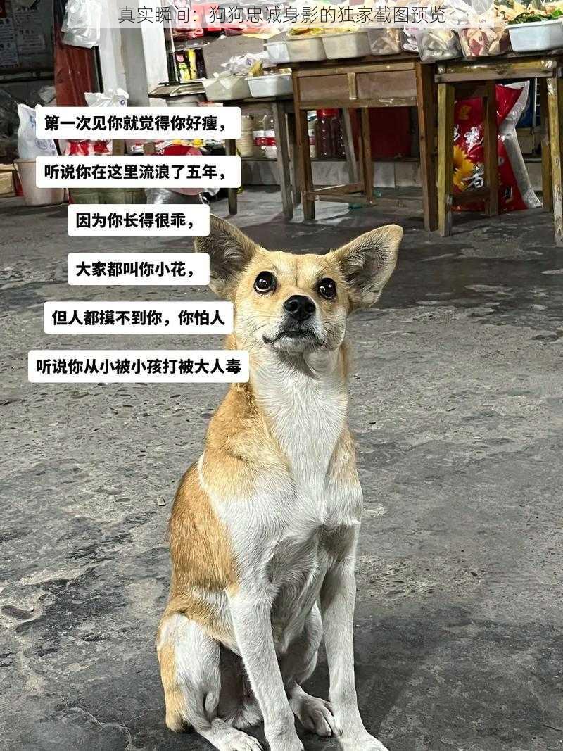 真实瞬间：狗狗忠诚身影的独家截图预览