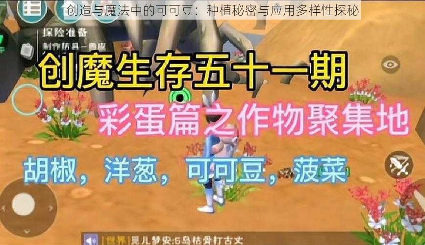 创造与魔法中的可可豆：种植秘密与应用多样性探秘