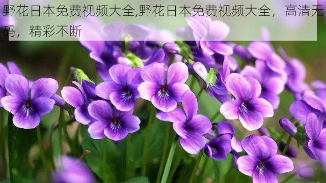 野花日本免费视频大全,野花日本免费视频大全，高清无码，精彩不断