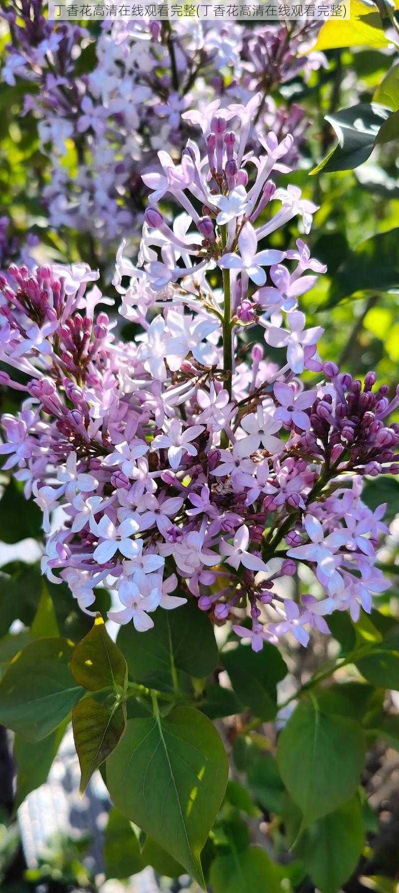 丁香花高清在线观看完整(丁香花高清在线观看完整)