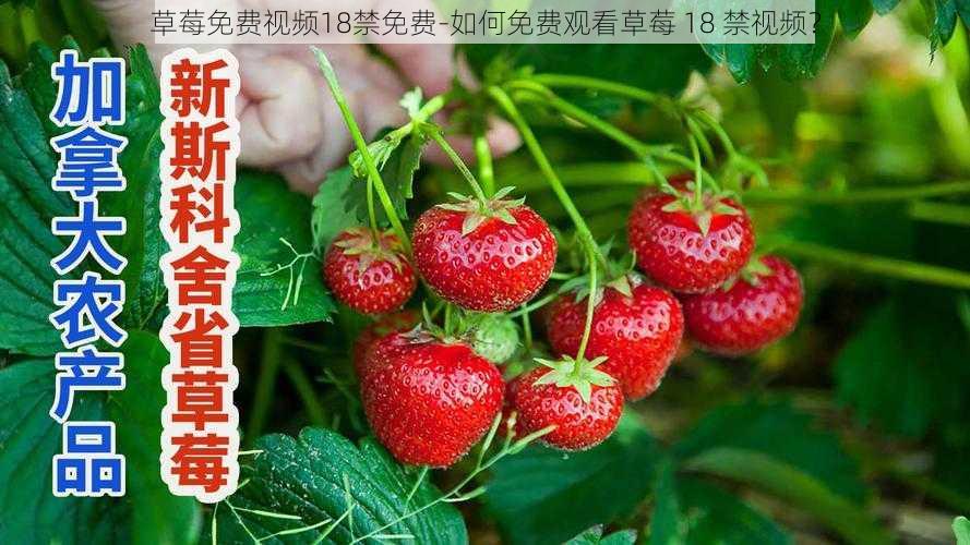 草莓免费视频18禁免费-如何免费观看草莓 18 禁视频？