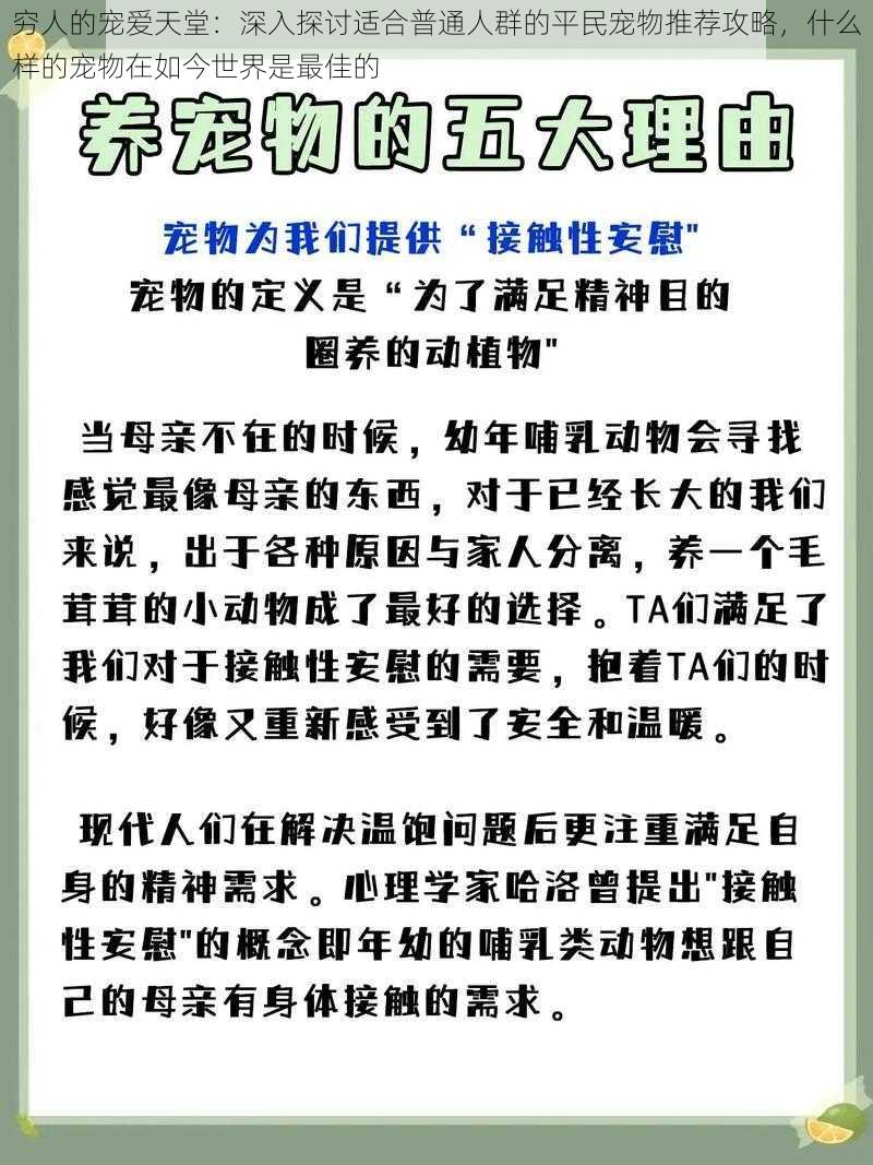 穷人的宠爱天堂：深入探讨适合普通人群的平民宠物推荐攻略，什么样的宠物在如今世界是最佳的