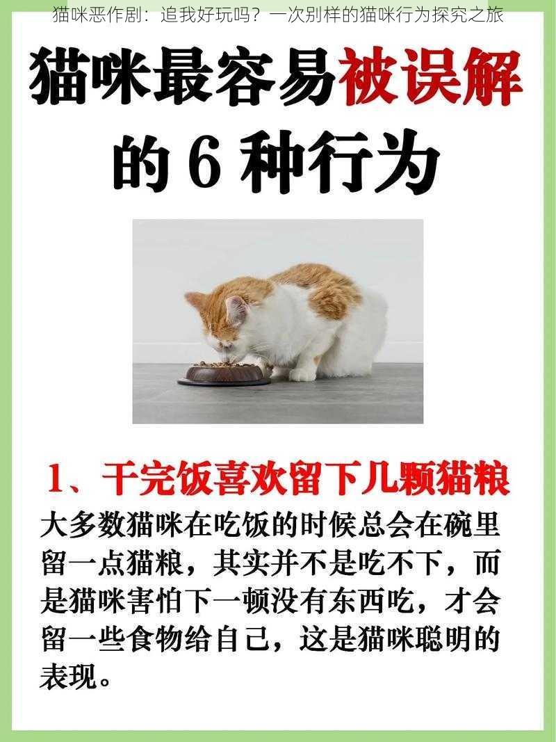 猫咪恶作剧：追我好玩吗？一次别样的猫咪行为探究之旅