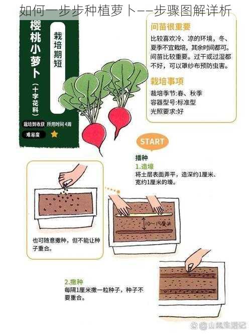 如何一步步种植萝卜——步骤图解详析