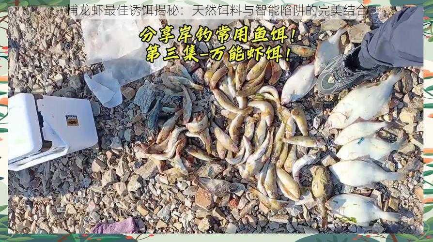 捕龙虾最佳诱饵揭秘：天然饵料与智能陷阱的完美结合