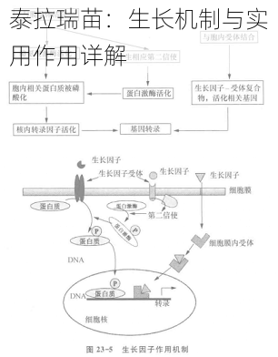 泰拉瑞苗：生长机制与实用作用详解